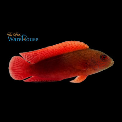 Firetail Dottyback (Labracinus cyclophthalmus)