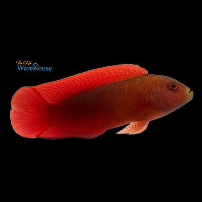 Firetail Dottyback (Labracinus cyclophthalmus)