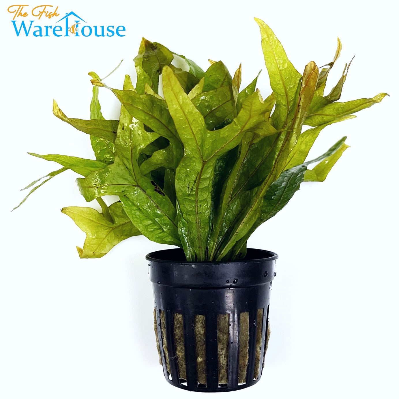 Fish Tail Java Fern (Microsorum pteropus fish tail)