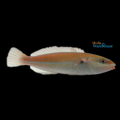 Broken Line Wrasse (Stethojulis interrupta)