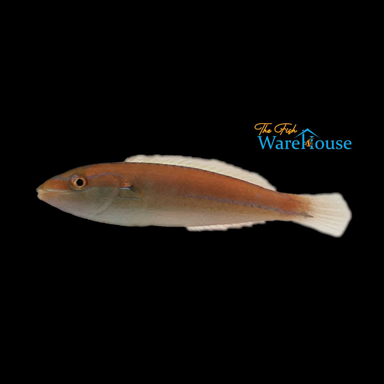 Broken Line Wrasse (Stethojulis interrupta)