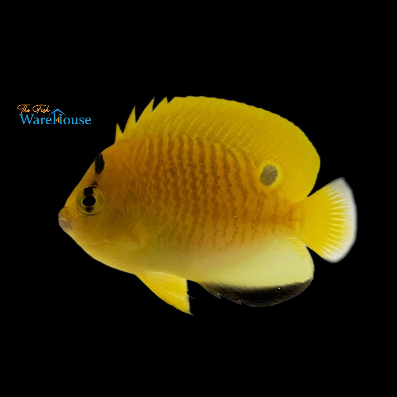 Flagfin Angelfish - Juvenile (Apolemichthys trimaculatus)