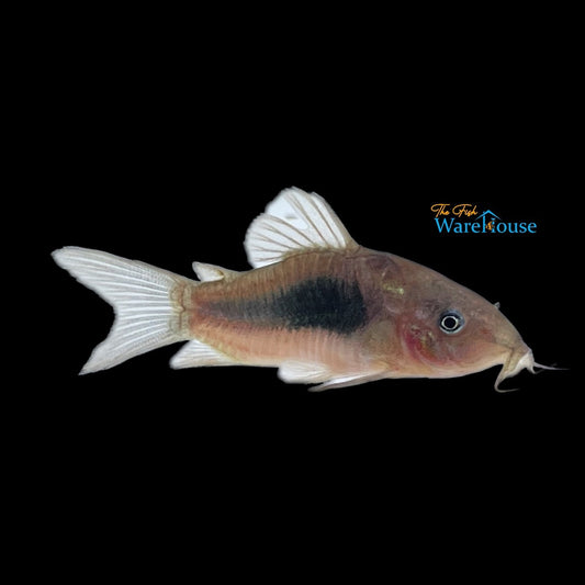 Bronze Cory (Corydoras aeneus)