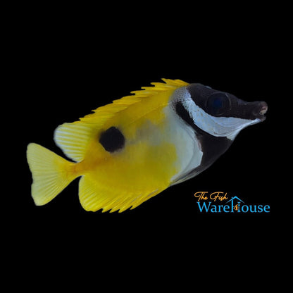 One Spot Foxface (Siganus unimaculatus)