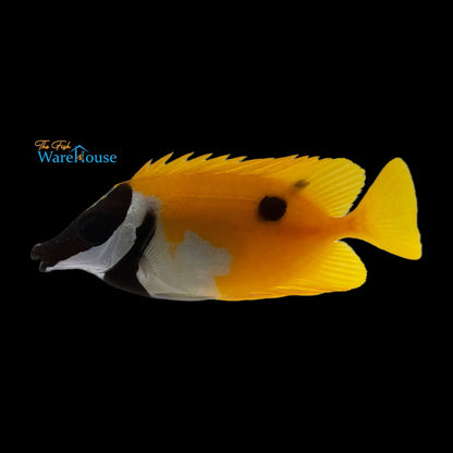 One Spot Foxface (Siganus unimaculatus)