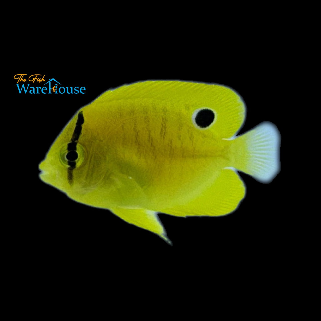 Flagfin Angelfish - Juvenile (Apolemichthys trimaculatus)