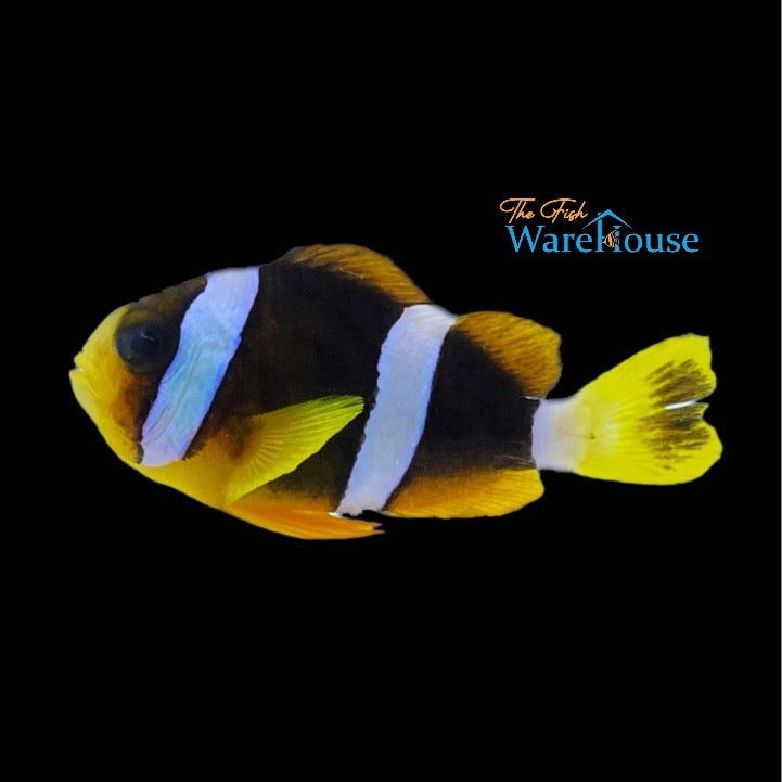 Clarkii Clownfish - Captive Bred (Amphiprion clarkii)