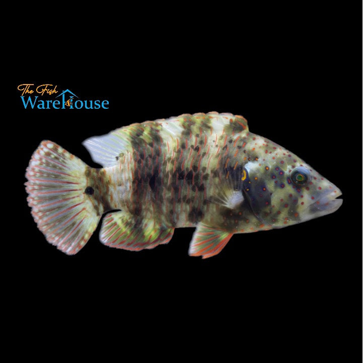 Broomtail Wrasse (Cheilinus lunulatus)