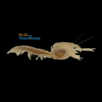 Clawed Ghost Shrimp (Neotrypaea sp.)