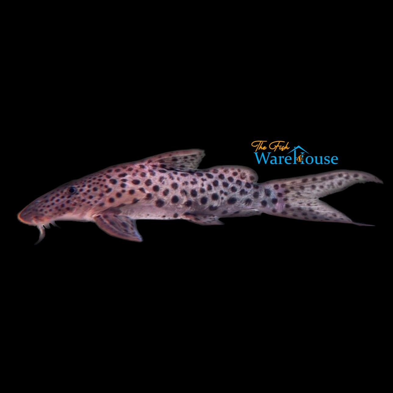 Eyespot Synodontis (Synodontis longirostris)