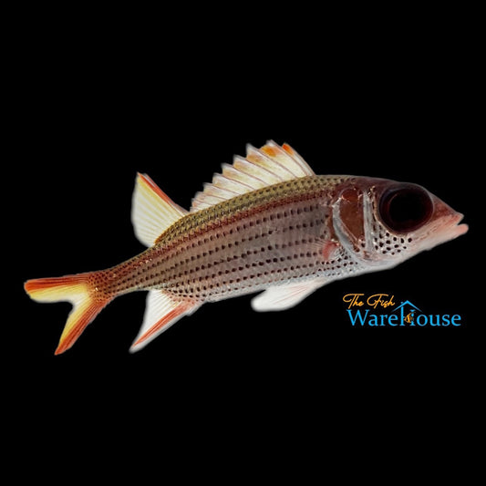 Clearfin Squirrelfish (Neoniphon argenteus)