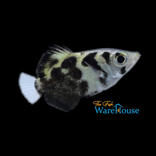 Clouded Archerfish (Toxotes blythii)