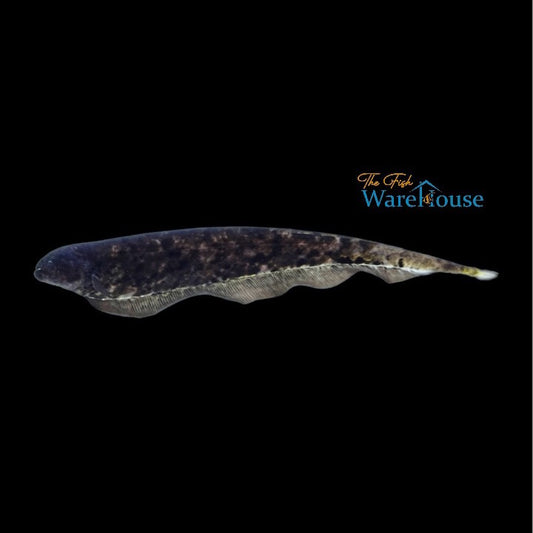 Clouded Ghost Knifefish (Adontosternarchus nebulosus)