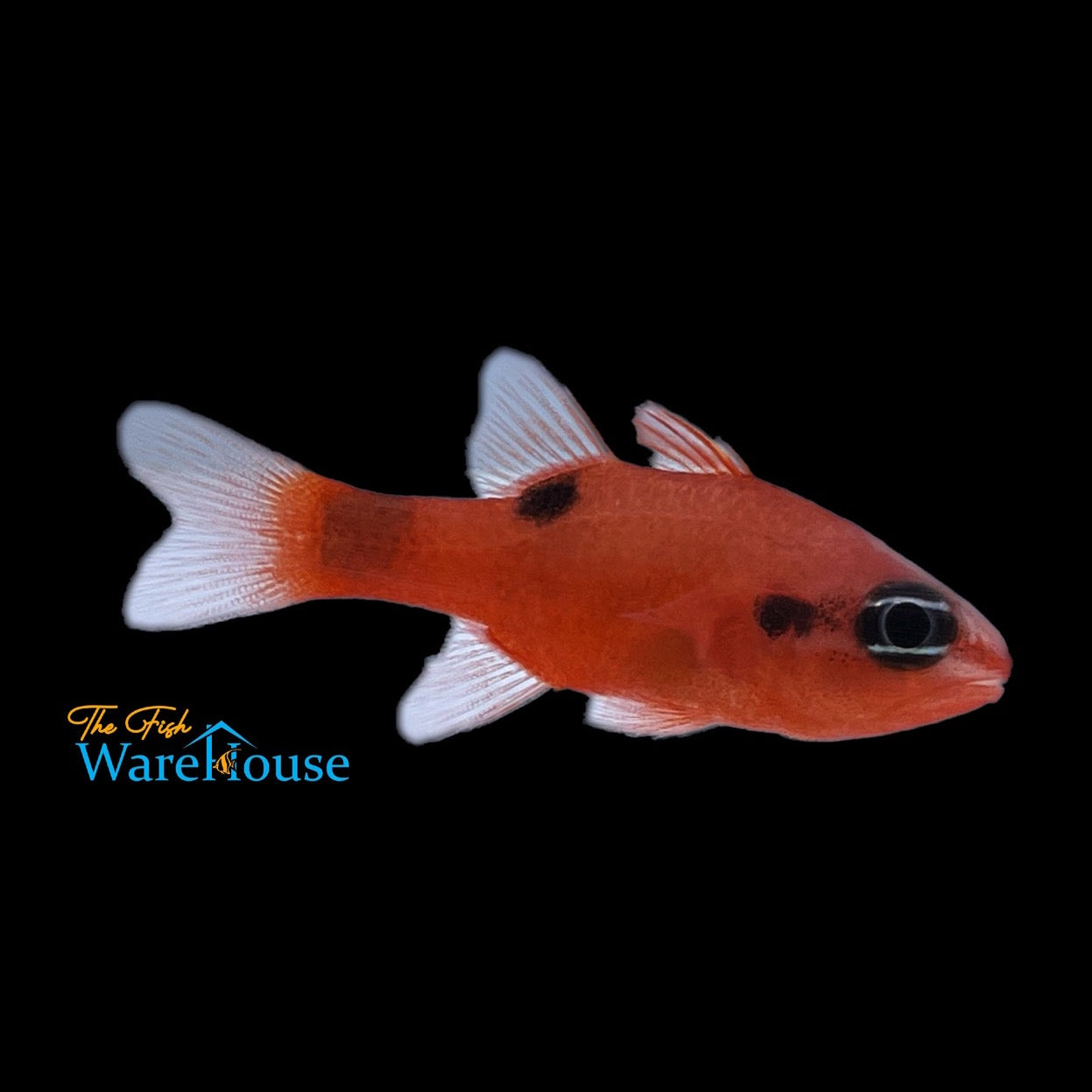 Flame Cardinalfish (Apogon maculatus)