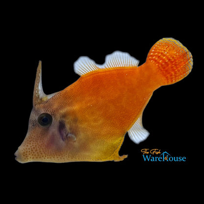 Flame Filefish (Pervagor melanocephalus)