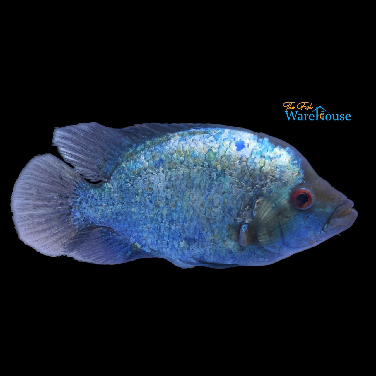 Blue Diamond Flowerhorn (Cichlasoma sp. x)