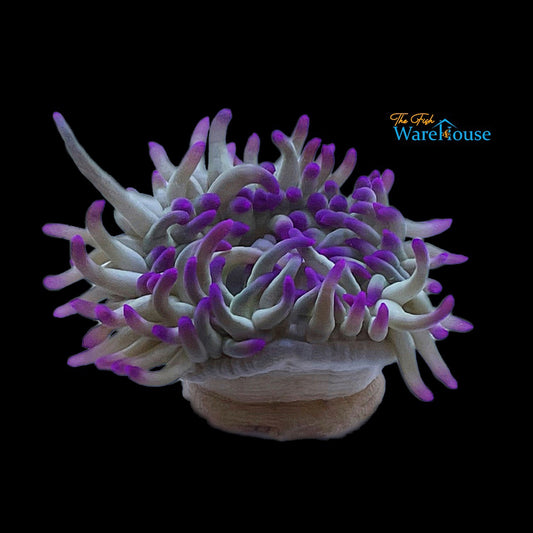 Purple Tip Condy Anemone (Condylactis gigantea)