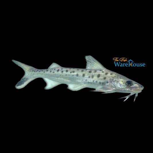 Lince Catfish (Platynematichthys notatus)