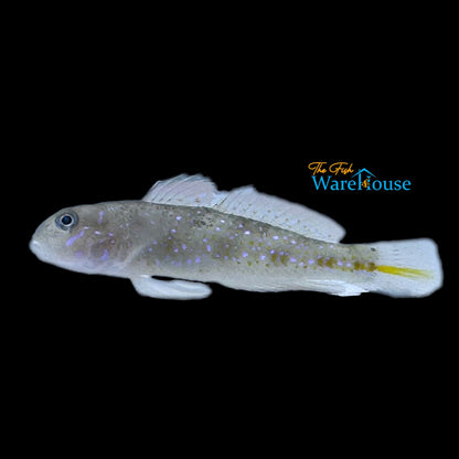 Spinecheek Goby (Oplopomus oplopomus)