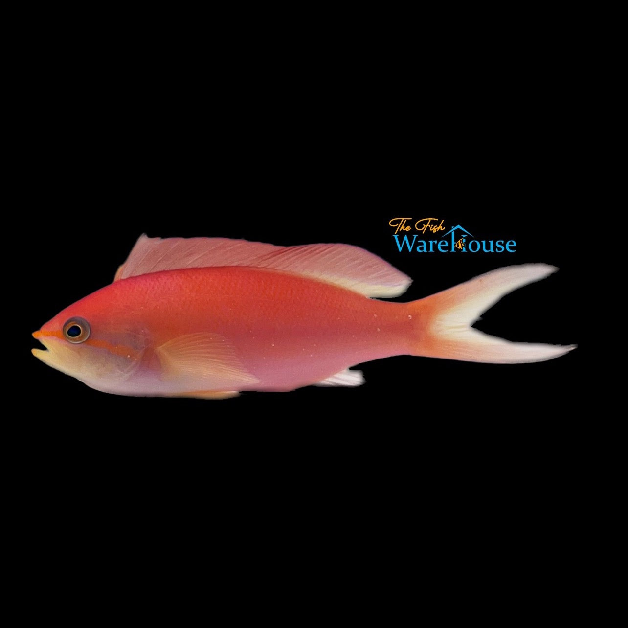 Flame 'Ignitus' Anthias (Pseudanthias ignitus)