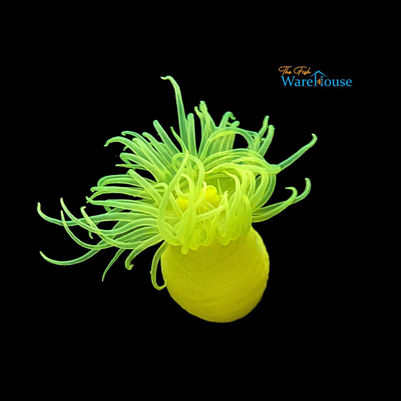 Neon Yellow Japanese Anemone (Halcurias carlgreni)