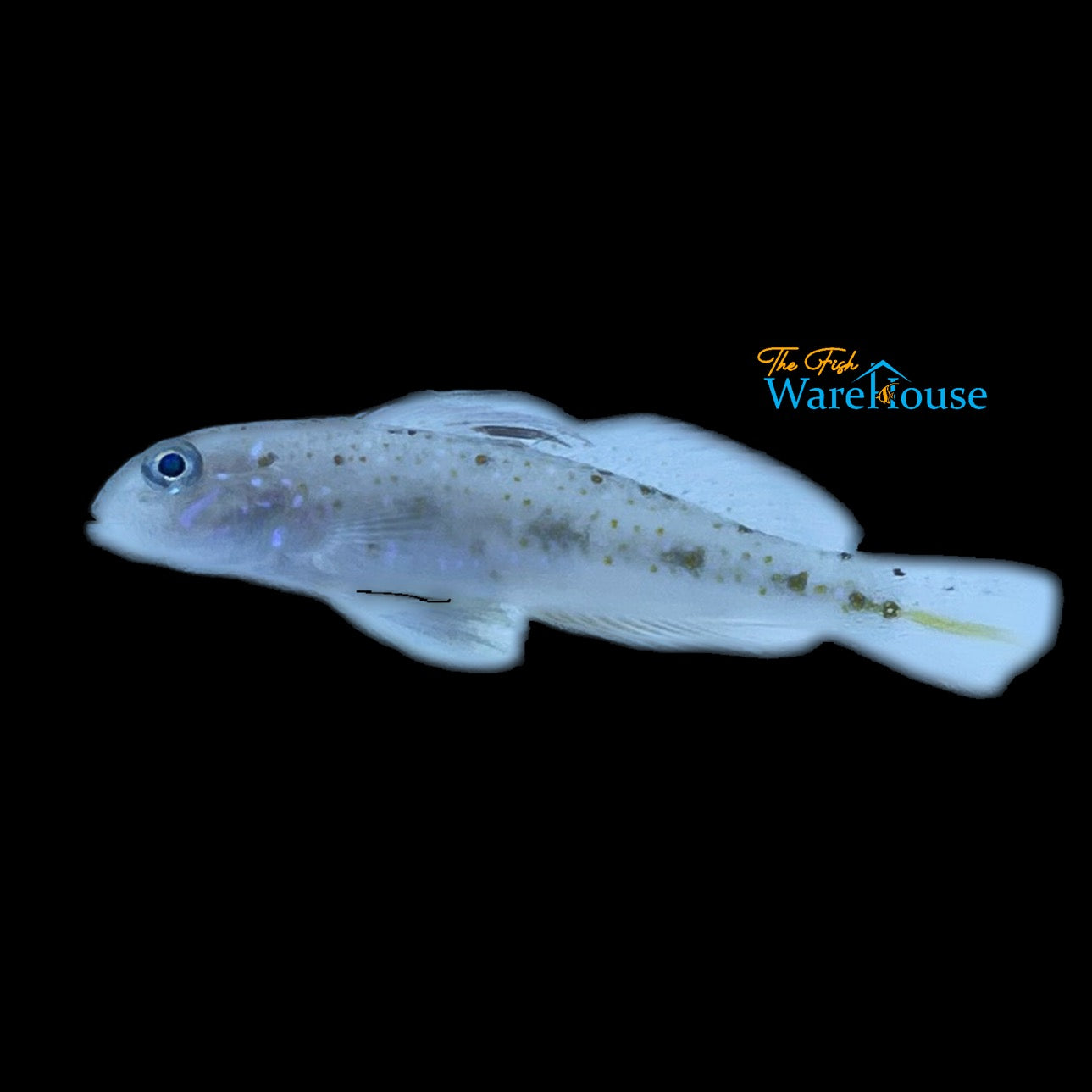 Spinecheek Goby (Oplopomus oplopomus)