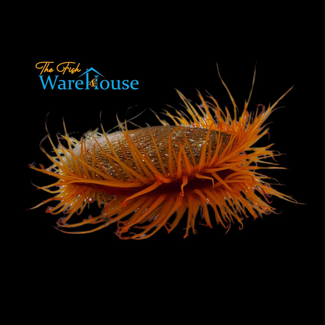 Flame Scallop (Ctenoides scabra)