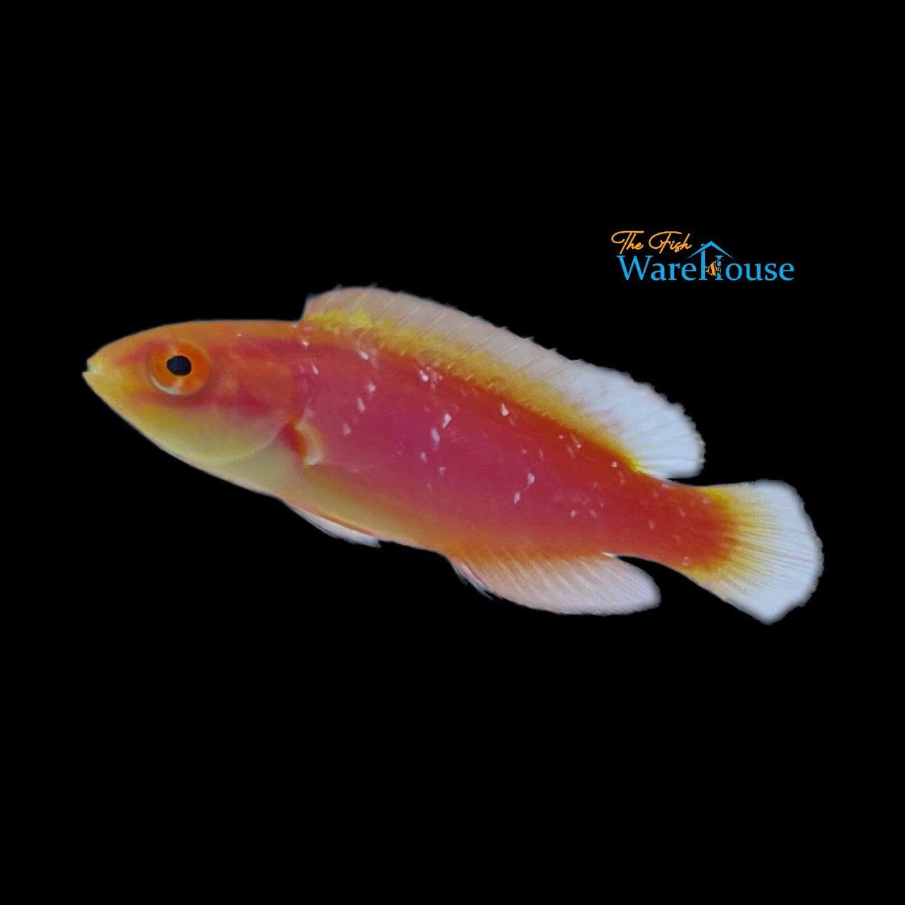 Flame Wrasse - Female (Cirrhilabrus jordani)