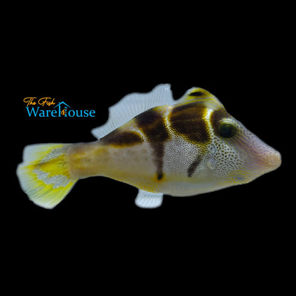 Mimic Saddle Puffer Filefish (Paraluterus prionurus)