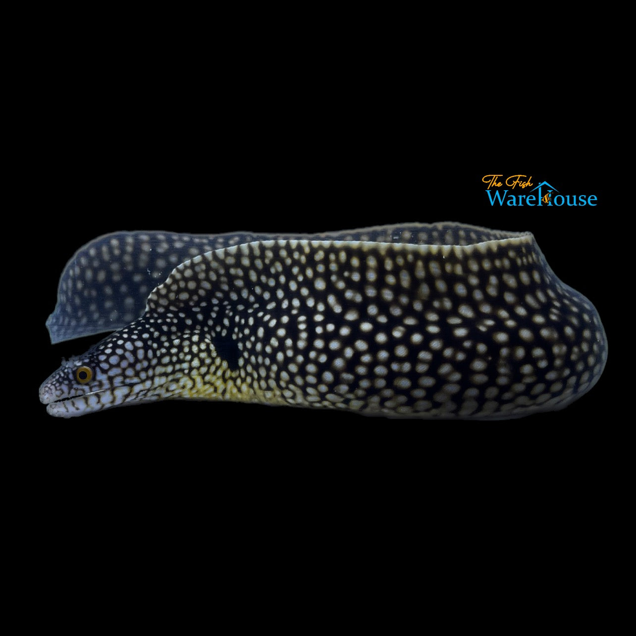 Honeycomb Moray Eel (Muraena melanotis)