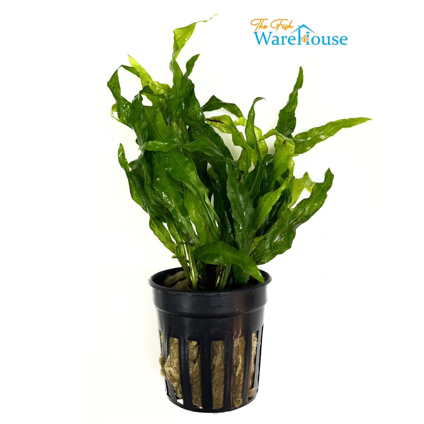 Flaming Java Fern (Microsorum pteropus 'Flaming')