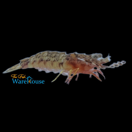 Caribbean Rock Shrimp (Sicyonia brevirostris)