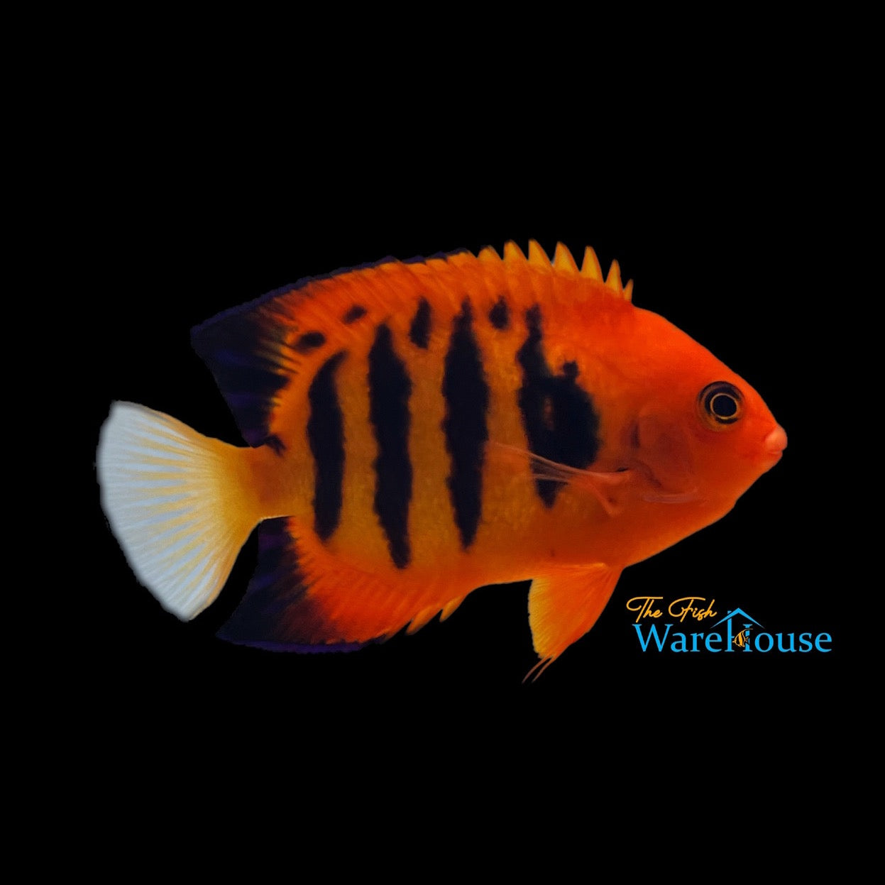 Flame Angelfish (Centropyge loricula)