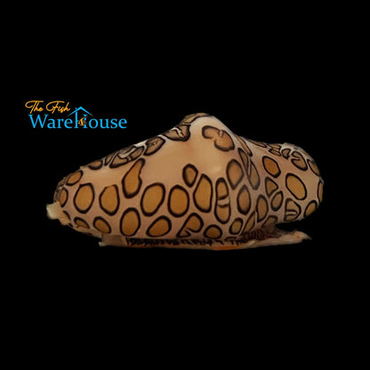 Flamingo Tongue Snail (Cyphoma gibbosum)