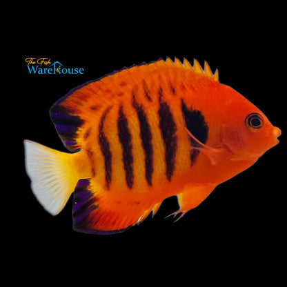 Flame Angelfish (Centropyge loricula)