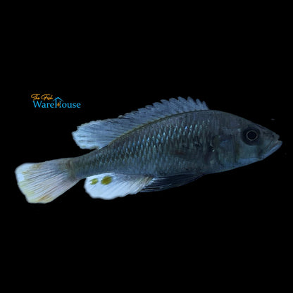 Pitch Black Fulu Hap (Haplochromis piceatus)