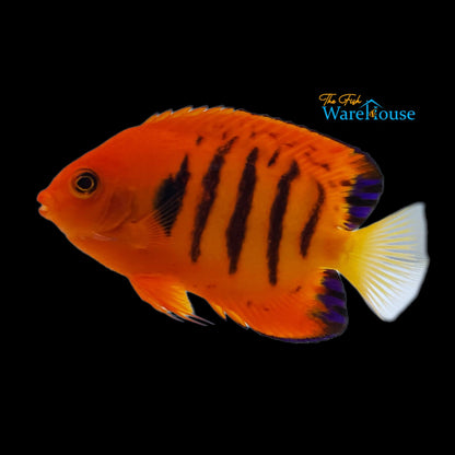 Flame Angelfish (Centropyge loricula)