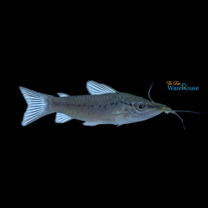 Porthole Catfish (Dianema longibarbis)