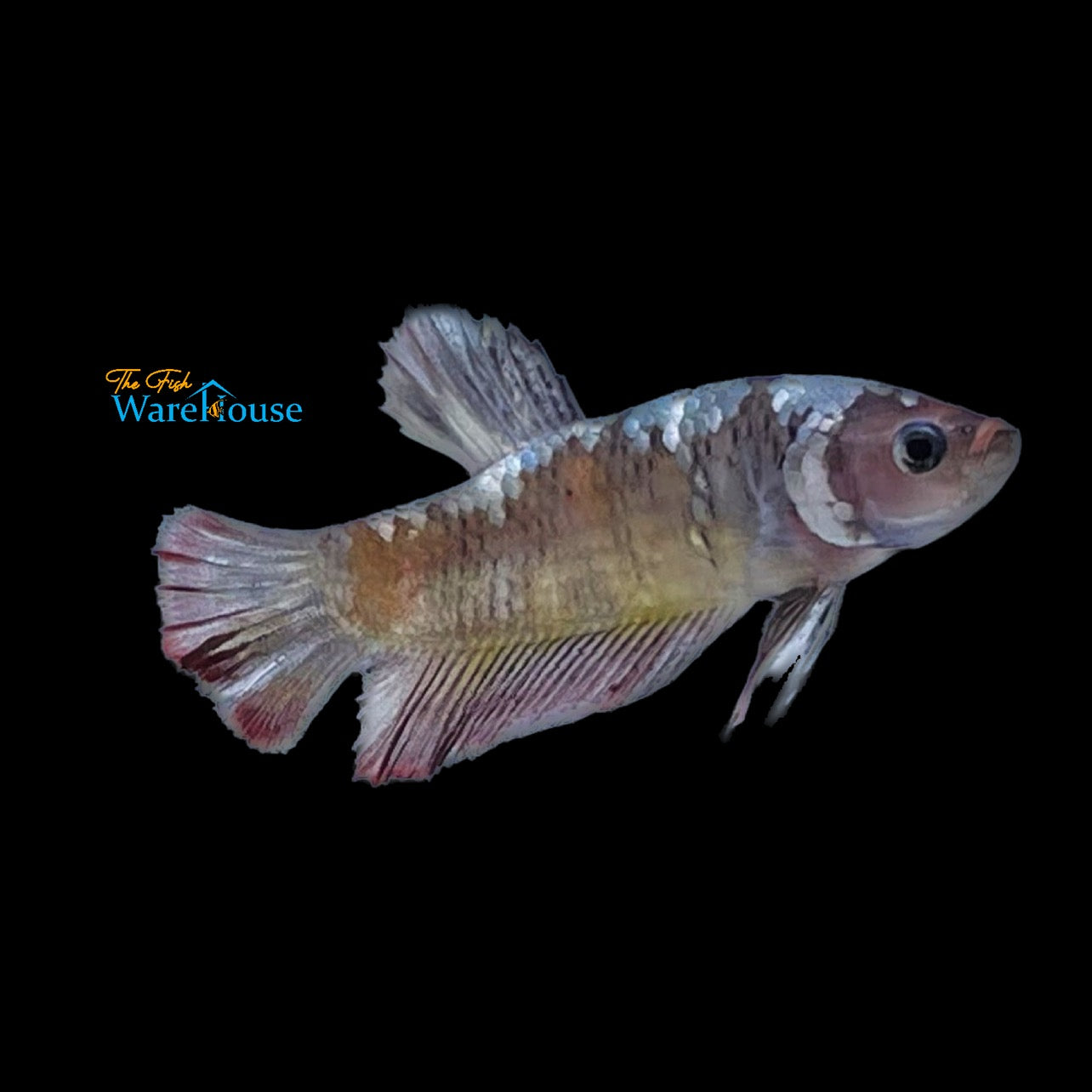 Ironman Plakat Betta - Male (Betta splendens)