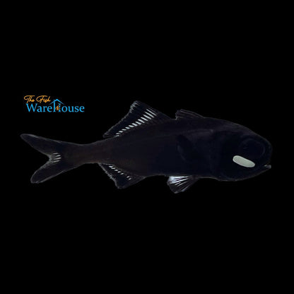 Flashlight Fish (Anomalops katoptron)