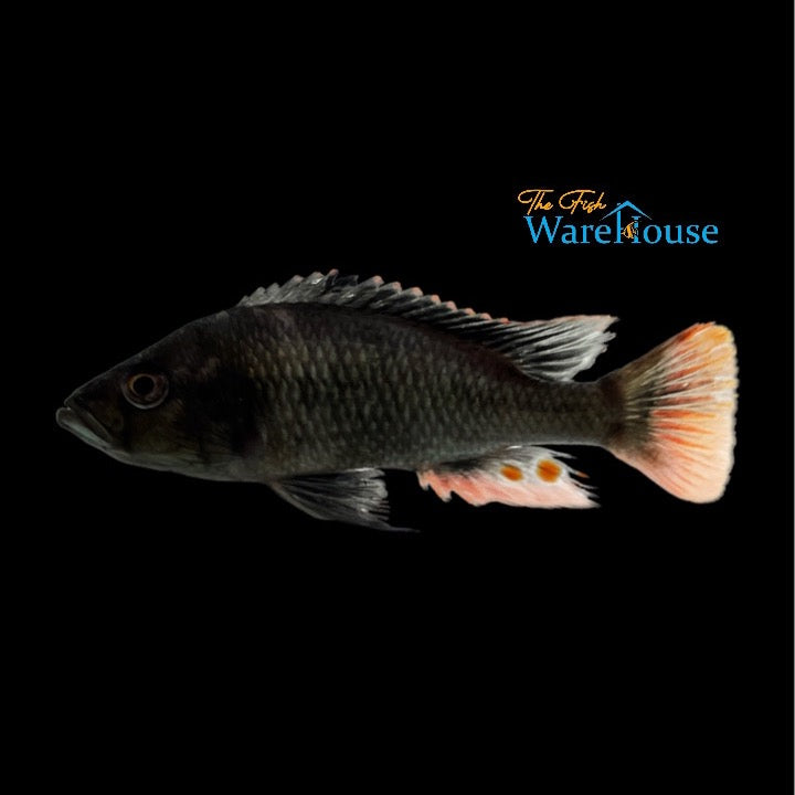 Pitch Black Fulu Hap (Haplochromis piceatus)