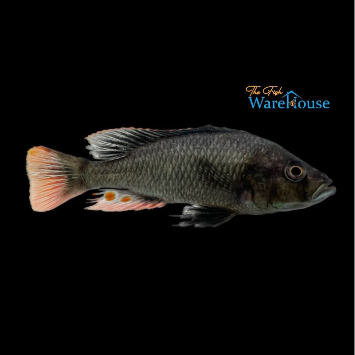 Pitch Black Fulu Hap (Haplochromis piceatus)