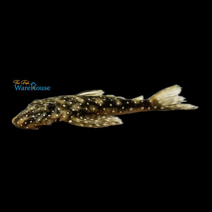 Flat Flyer Pleco L235 (Pseudolithoxus anthrax)