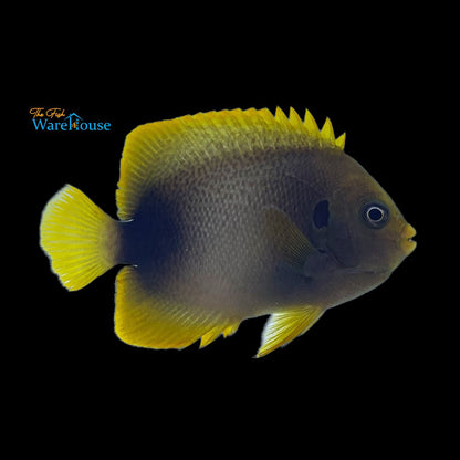 West African Angelfish - Adult (Holacanthus africanus)