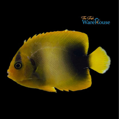 West African Angelfish - Adult (Holacanthus africanus)