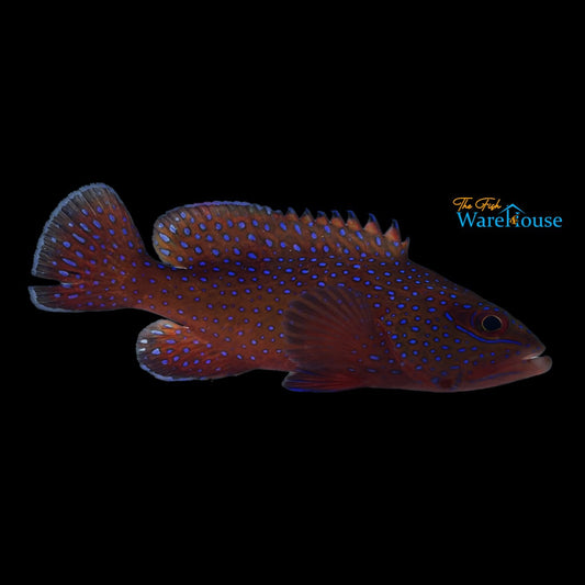 African Bluespotted Grouper (Cephalopholis taeniops)