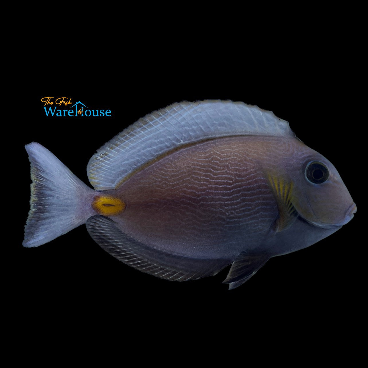 Monrovian Surgeonfish (Acanthurus monroviae)