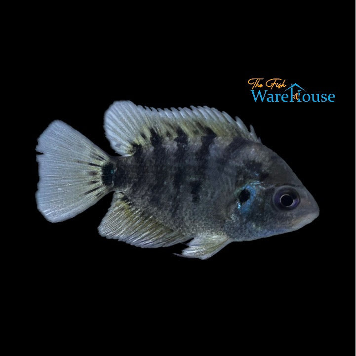 Flier Cichlid (Archocentrus centrarchus)