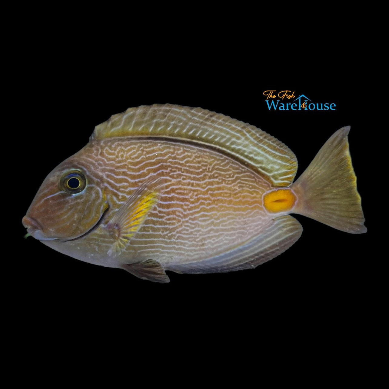 Monrovian Surgeonfish (Acanthurus monroviae)