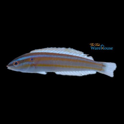 Atlantic Rainbow Coris Wrasse (Coris atlantica)